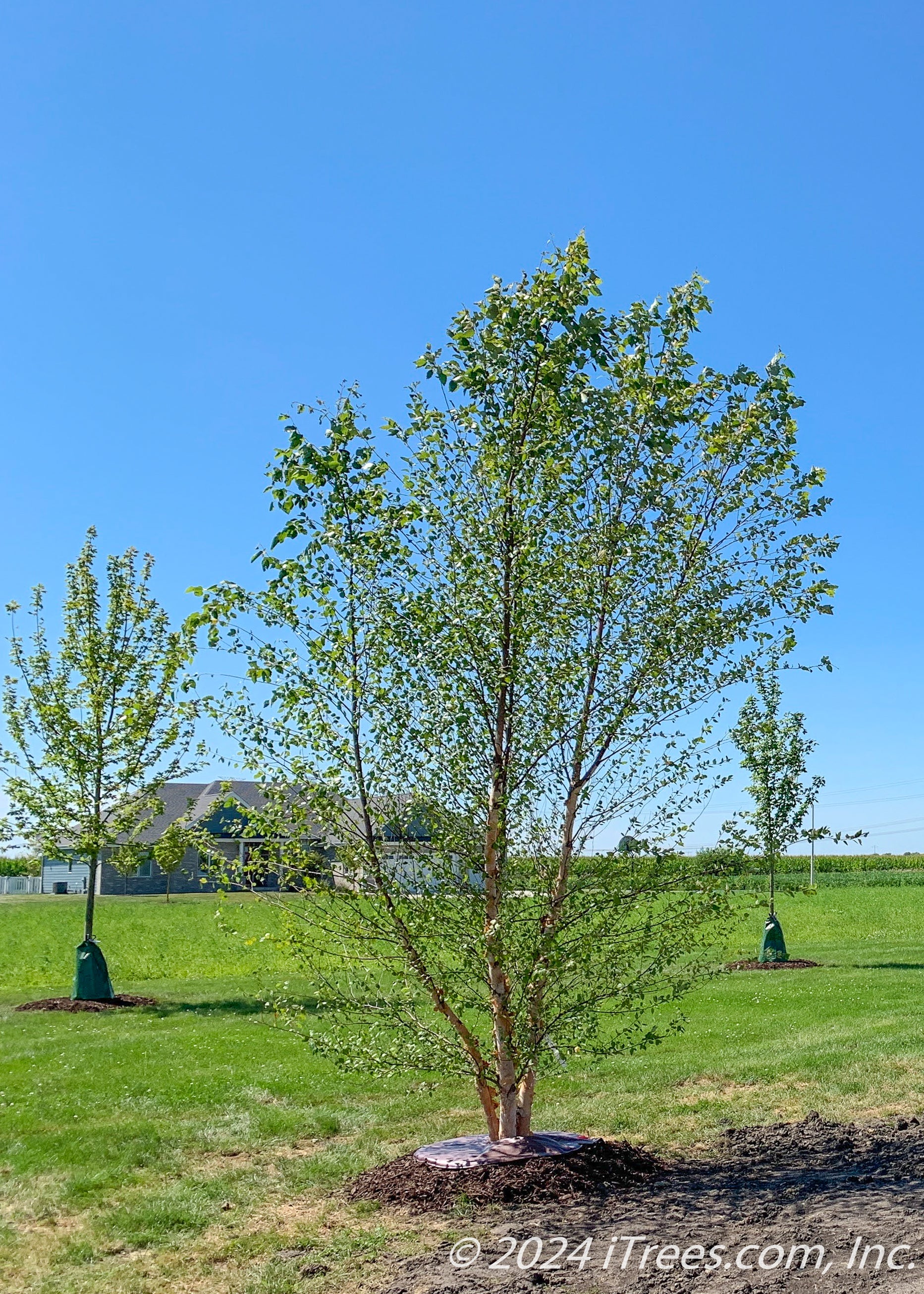 Heritage® River Birch