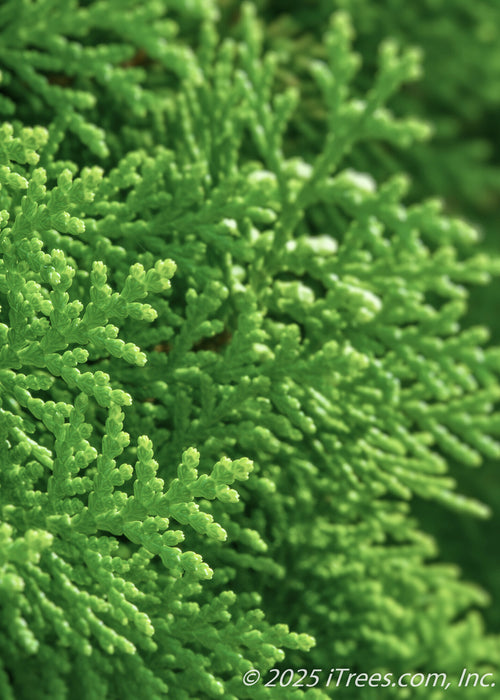 Closeup of Thuja occidentalis 'Brabant' green needles.