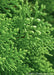 Closeup of Thuja occidentalis 'Brabant' green needles.