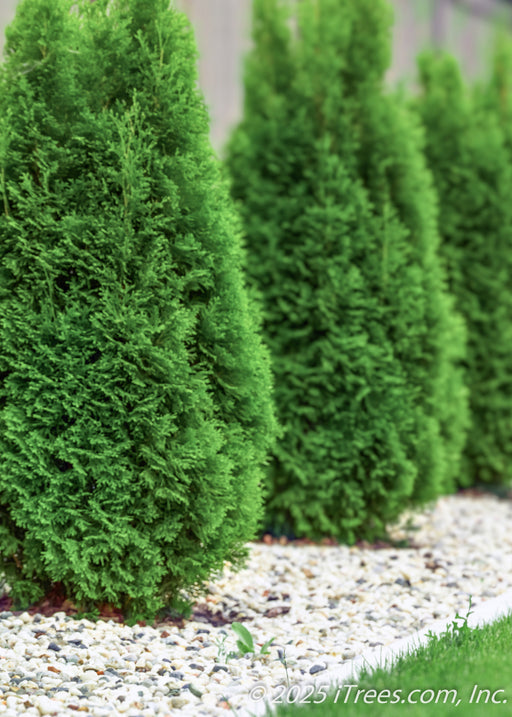 Thuja occidentalis 'Brabant' is planted along a fence line for privacy and screening, its spire form and green leaves have a clean appearance.