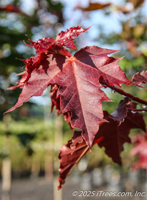 Closeup of Deborah Norway Maple's early spring leaves which have a deep reddish-purple hue.