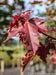 Closeup of Deborah Norway Maple's early spring leaves which have a deep reddish-purple hue.