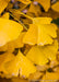 Closeup of golden-yellow fan-like leaves in fall.