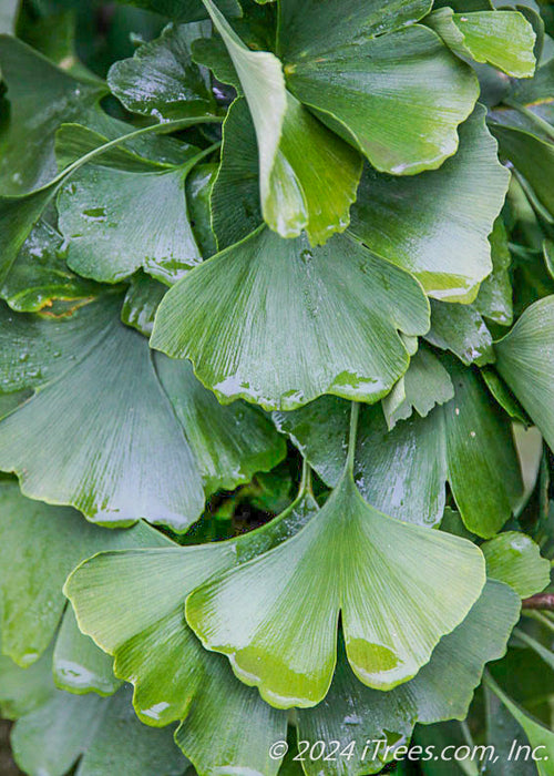 Closeup of medium green fan-like leaves with raindrops on them.