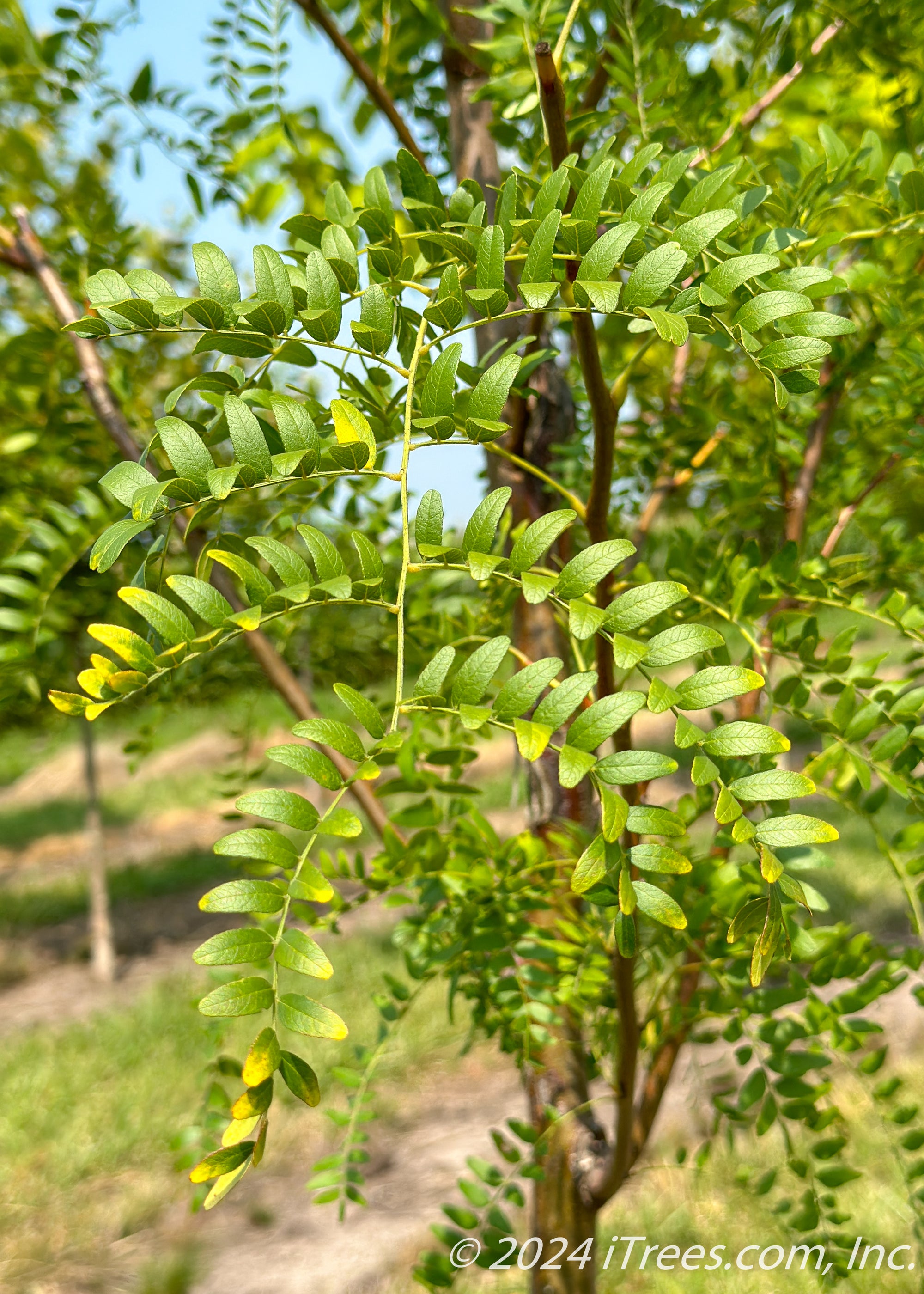 Northern Sentinel® Honeylocust