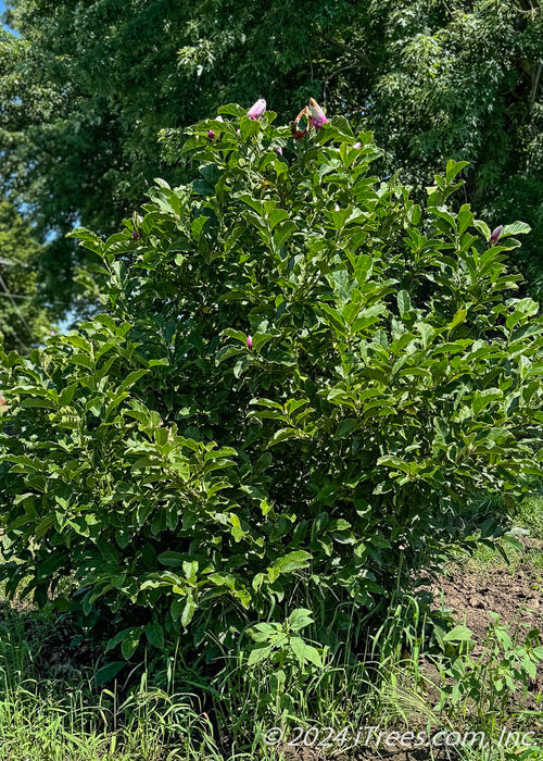 Jane Magnolia growing in the nursery's filed during late summer with a canopy of shiny green leaves.