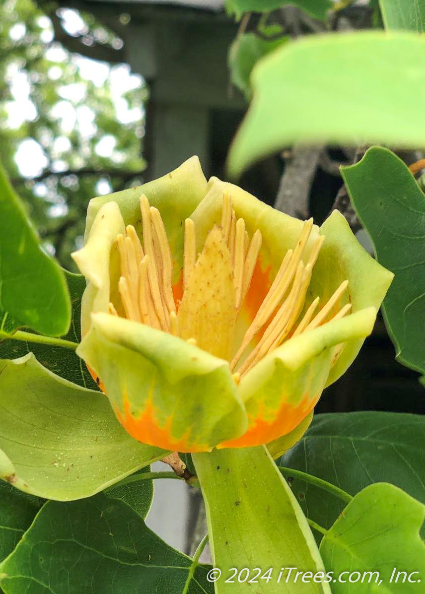 Emerald City Tulip Tree