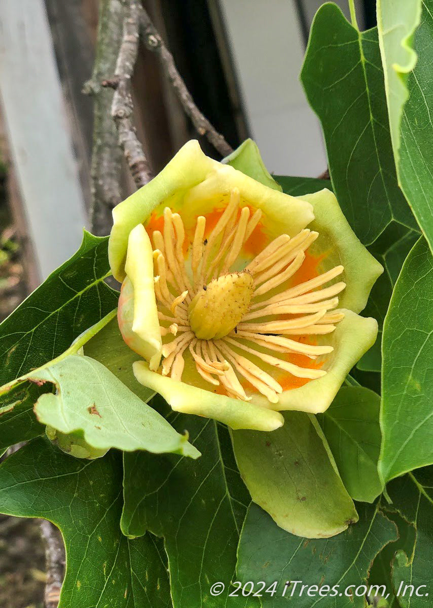 Emerald City Tulip Tree