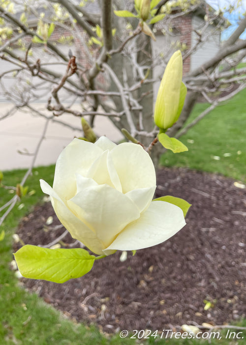 Closeup of a newly opened yellow magnolia flower.