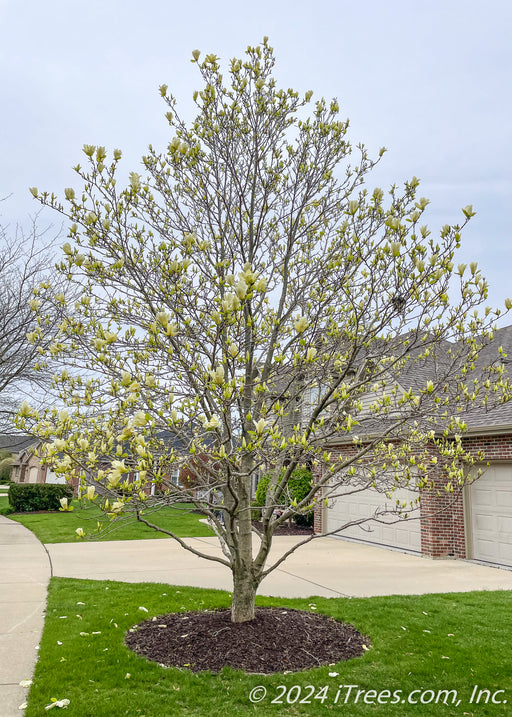 A maturing Butterflies Cucumbertree Magnolia is growing in a front yard near a sidewalk and driveway, seen in full bloom with a large yellow flower on the top of each branch.