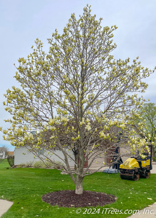 A mature Butterflies Magnolia in full bloom in the front yard of a suburban home with the house and lawn equipment in the background. 