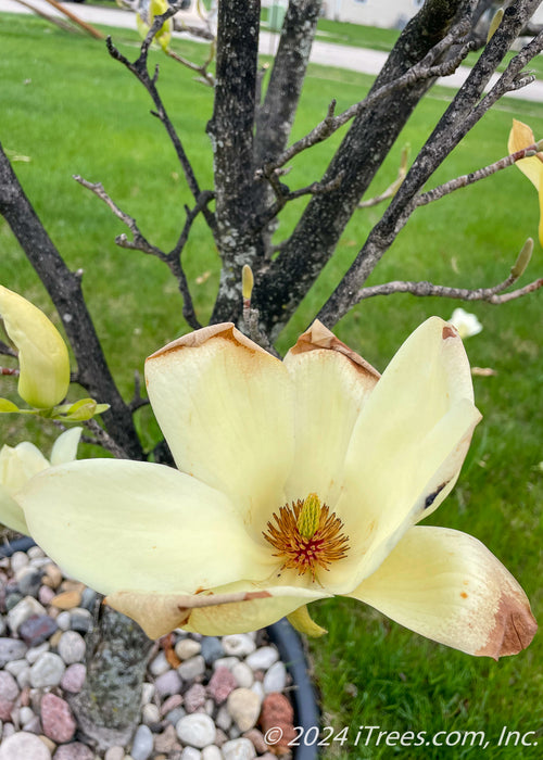 Closeup of a blooming yellow magnolia flower with brownish red center.