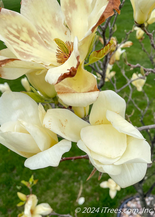 Closeup of a blooming yellow magnolia flower.
