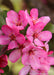 Closeup of blush pink flowers.