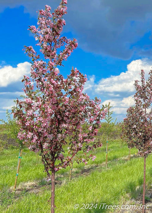 A single trunk Ruby Dayze Crabapple in bloom grows in a nursery row.