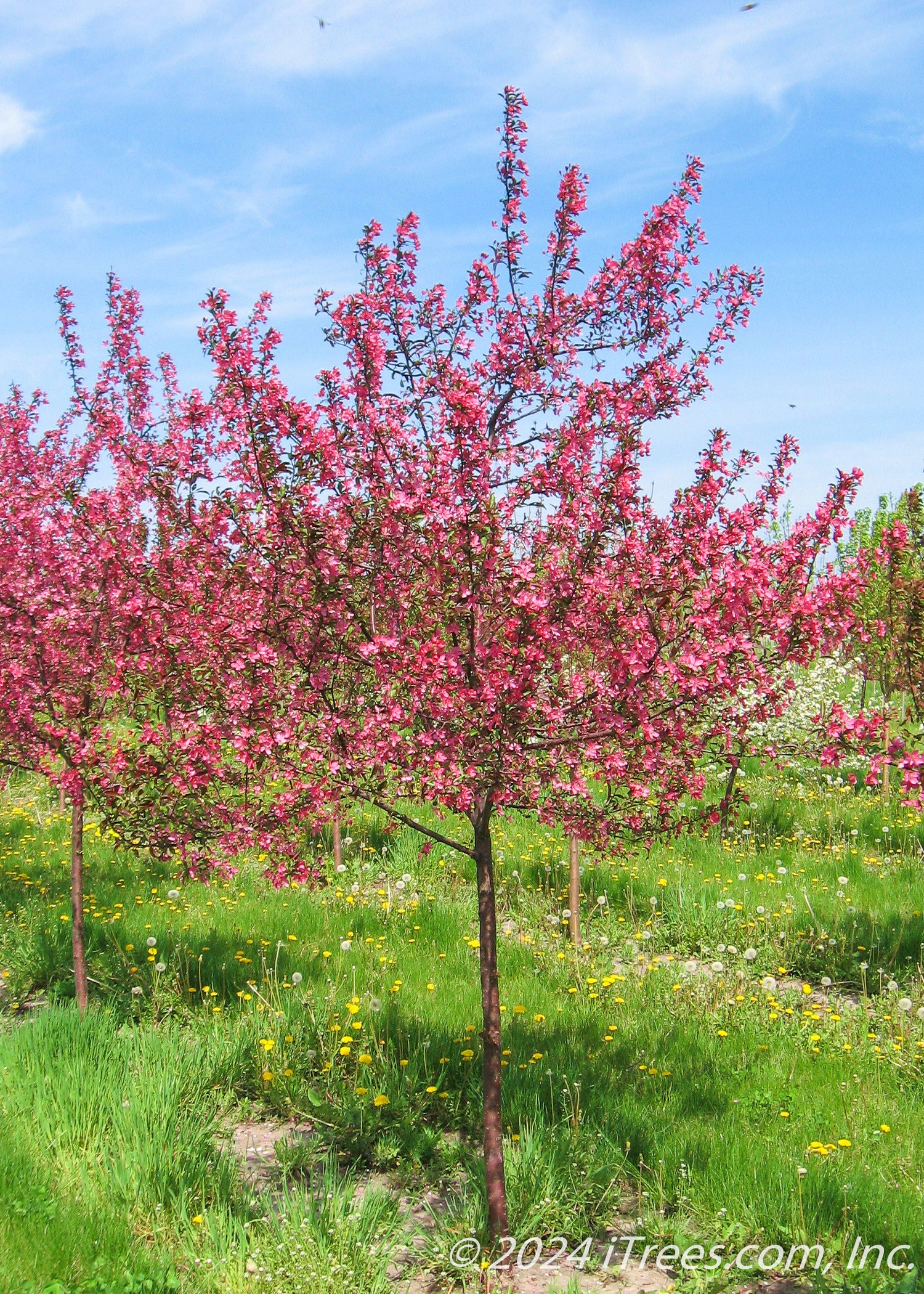 Prairifire Pink Flowering Crabapple