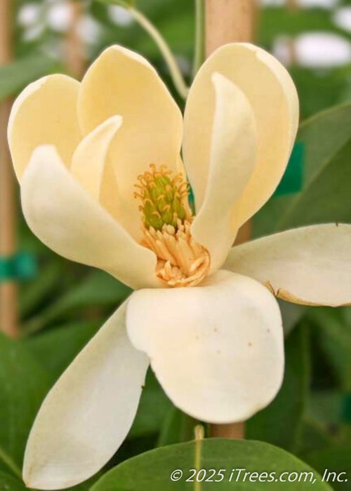 Closeup of Moonglow Sweet Bay Magnolia flower with pale yellow to white flowers and green leaves. 