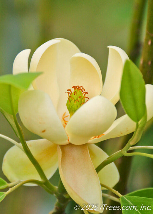 Closeup of Moonglow Sweet Bay Magnolia flower with pale yellow to white flowers and green leaves. 