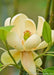 Closeup of Moonglow Sweet Bay Magnolia flower with pale yellow to white flowers and green leaves. 