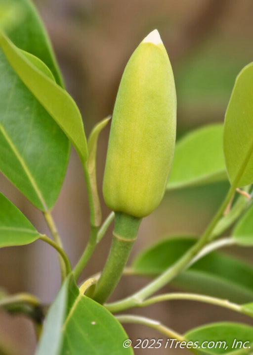 Closeup of Moonglow Sweet Bay Magnolia flower bud.