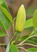 Closeup of Moonglow Sweet Bay Magnolia flower bud.