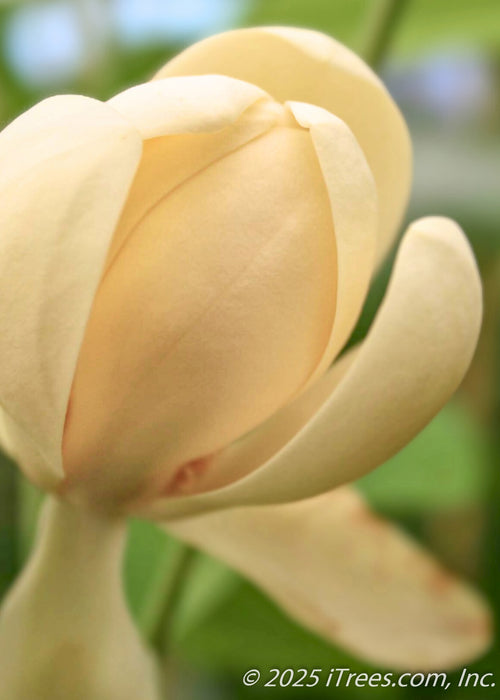 Closeup of Moonglow Sweet Bay Magnolia flower opening with pale yellow to white petals.