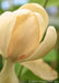 Closeup of Moonglow Sweet Bay Magnolia flower opening with pale yellow to white petals.