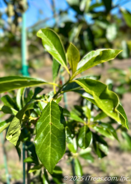 Closeup of Majestic Black Tupelo shiny dark green leaves.