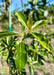 Closeup of Majestic Black Tupelo shiny dark green leaves.