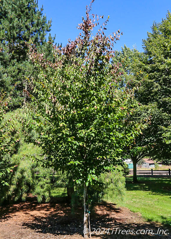 Ruby Vase® Persian Parrotia