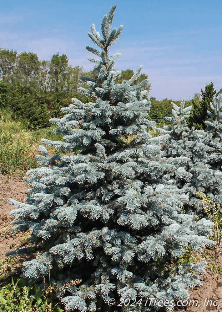 Thomsen Blue Spruce