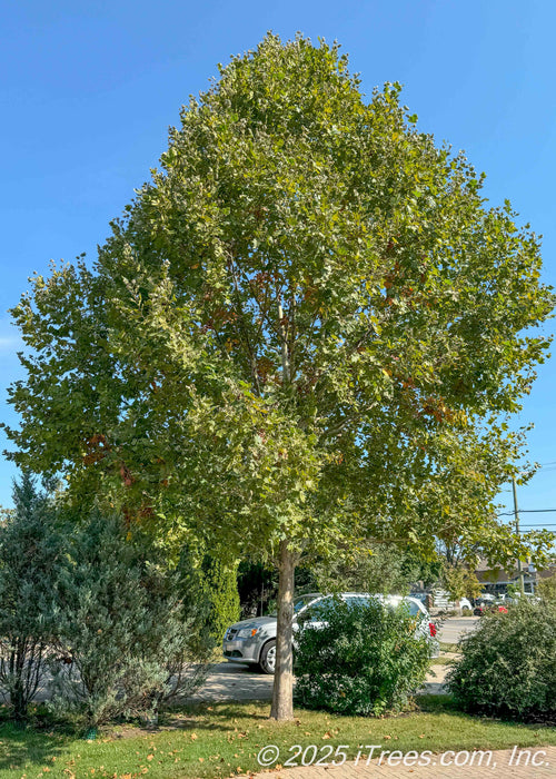 A maturing London Planetree planted near a parking lot and walkway adding shade and beauty.