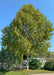 A maturing London Planetree planted near a parking lot and walkway adding shade and beauty.