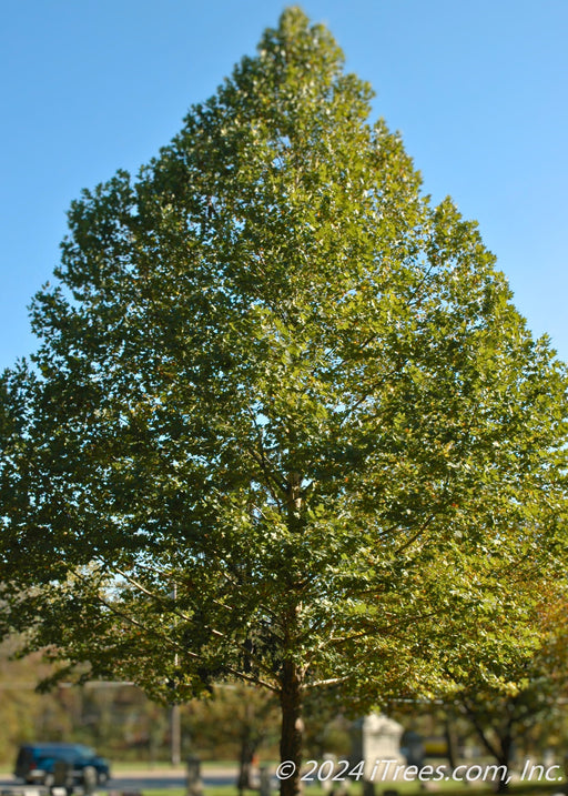 Monumental London Planetree with a strong pyramidal shape, with green leaves. 