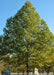 Monumental London Planetree with a strong pyramidal shape, with green leaves. 