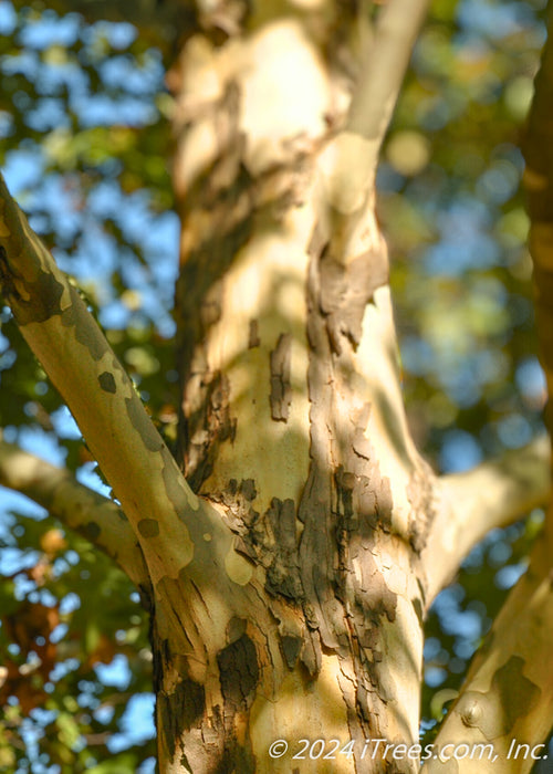 Closeup of exfoliating trunk and branches, revealing patches of a creamy white trunk underlayer.