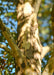 Closeup of exfoliating trunk and branches, revealing patches of a creamy white trunk underlayer.