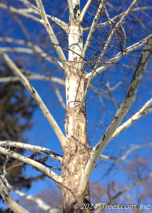 Closeup of white bark in winter and branches without leaves.