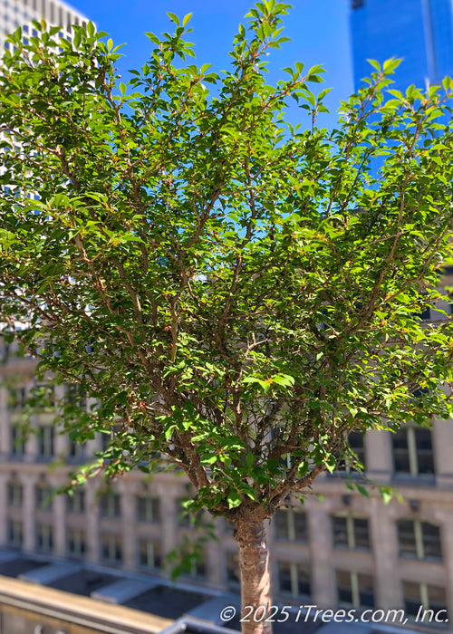 Little Twist Cherry planted on a balcony in Chicago, showing off its compact size, and small textured green leaves.