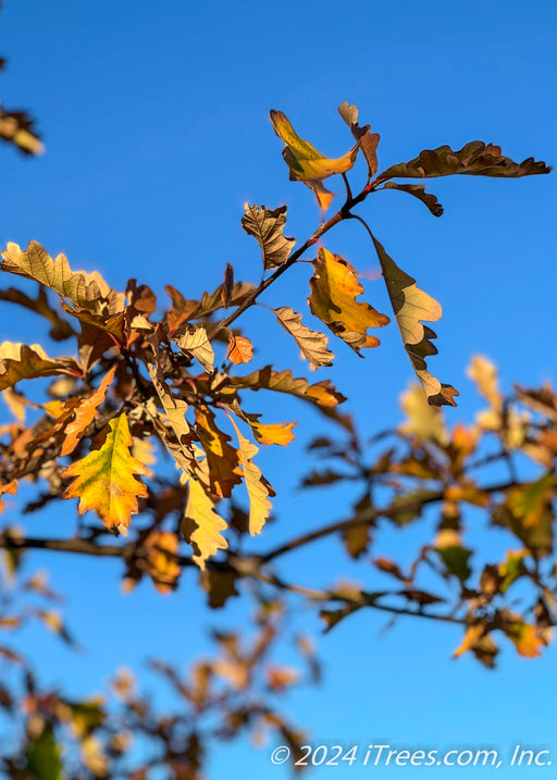 Closeup of rusty-yellow fall color.