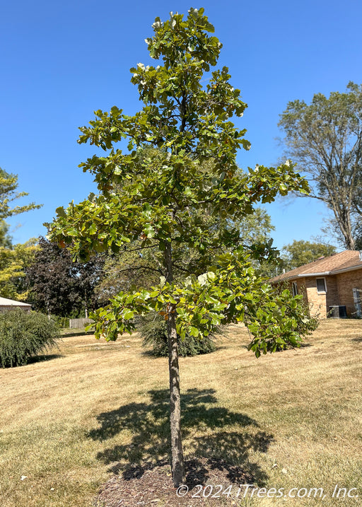 Swamp White Oak planted in a side yard with shiny green leaves.