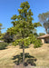 Swamp White Oak planted in a side yard with shiny green leaves.