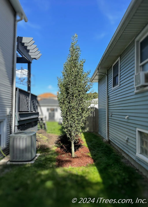 Front view of Swedish Columar Aspen planted in a privacy row between houses.