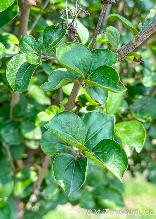 Closeup of small dark green leaves.