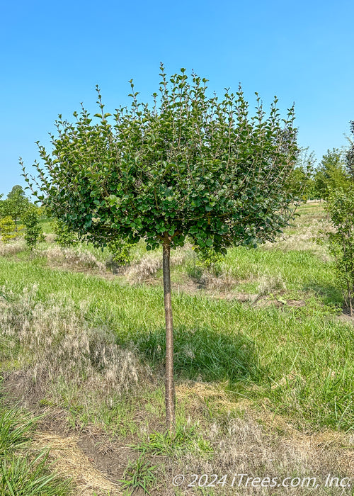 Dwarf Korean Lilac grows in the nursery showing its densely textured round canopy of dark green leaves.