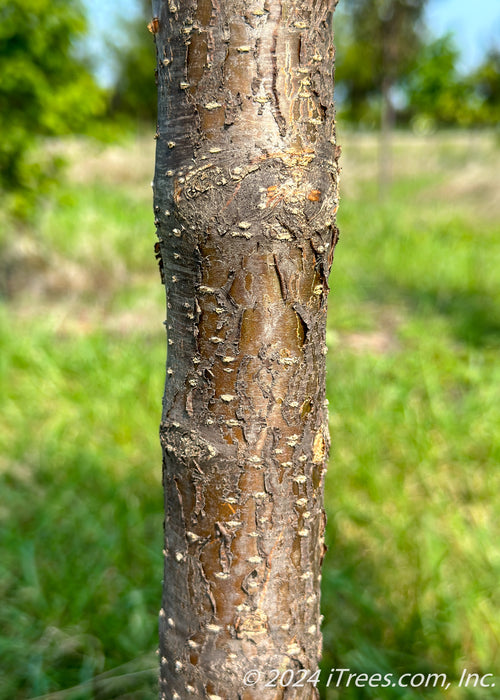 Closeup of dark brown bark 