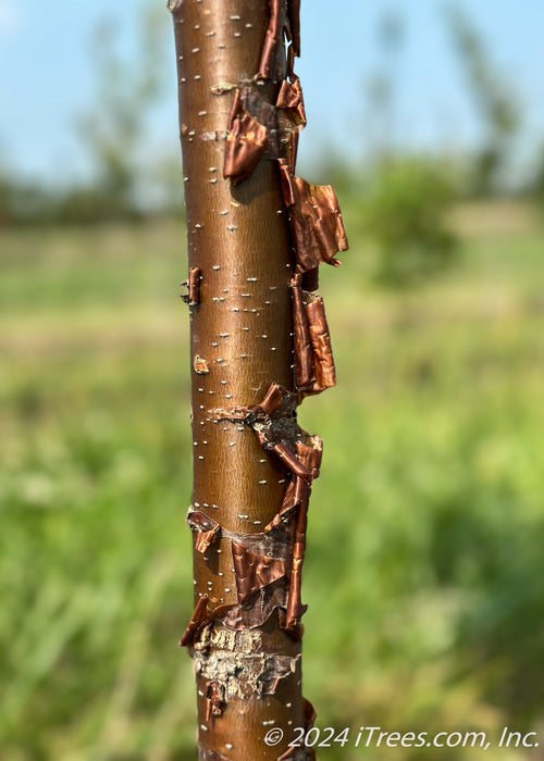 A closeup of Great Wall Tree Lilac's shiny cinnamon colored bark showing papery layers peeling away to reveal a shiny trunk with light colored lenticels.