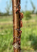 A closeup of Great Wall Tree Lilac's shiny cinnamon colored bark showing papery layers peeling away to reveal a shiny trunk with light colored lenticels.