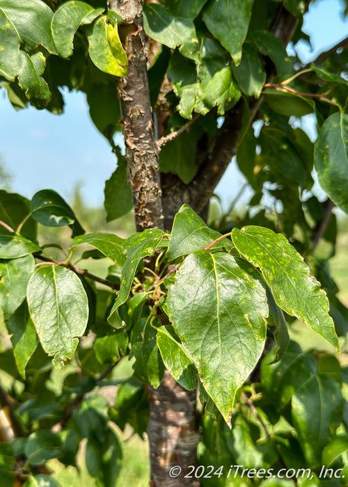 Closeup of shiny dark green sharply pointed leaves.