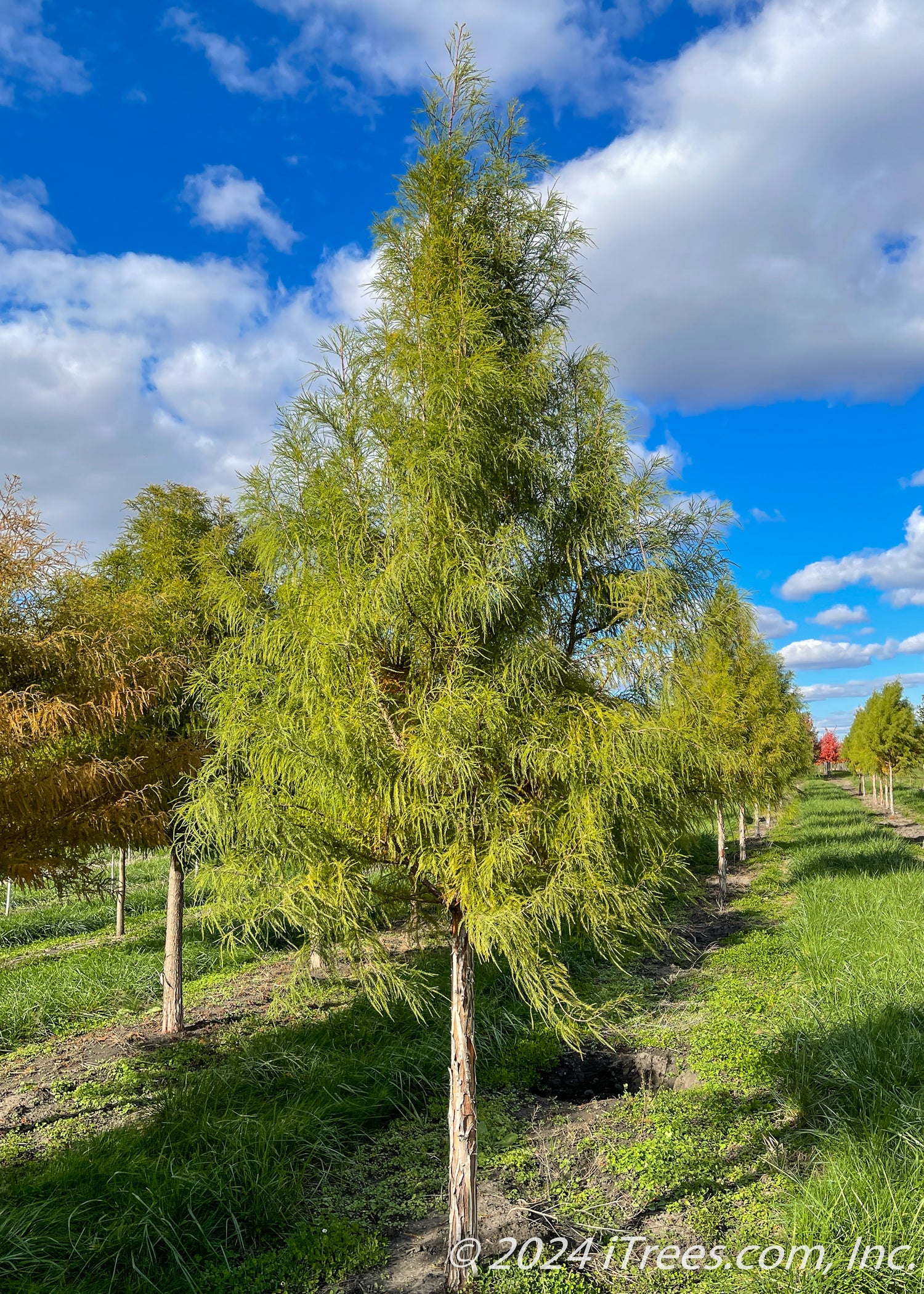 Shawnee Brave™ Bald Cypress